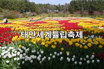 태안 세계튤립축제 태안 세계튤립공원 꽃박람회 코리아플라워파크