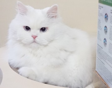 볼드모트 사료 리스트 고양이 신경근육병증 사료 증상등 정리된 정보공유