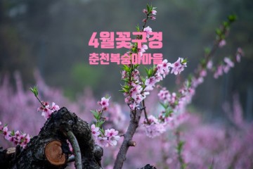 4월 꽃구경 가볼만한곳 춘천 사암리 복숭아 마을 일몰