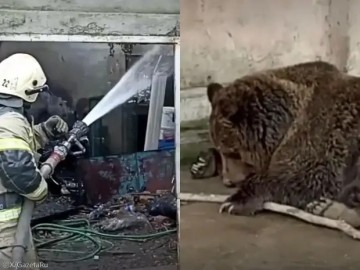 크림반도 동물원 화재로 동물 200여 마리 폐사..극소수만 구조 성공