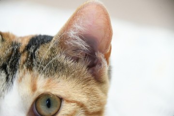 고양이 귀 귀지 고양이 귀청소 필수일까?