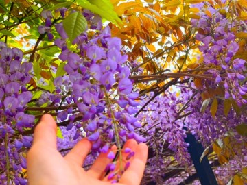 등나무꽃 개화시기 전국 명소 와 예쁜 등나무 꽃말