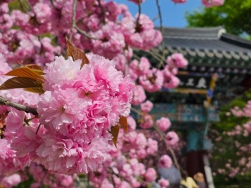 충남 서산 문수사 4월 가볼만한곳 겹벚꽃 꽃구경 이용시간팁