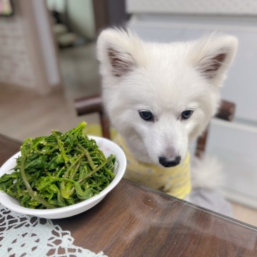 강아지 두릅 먹어도 되는 야채 급여 방법