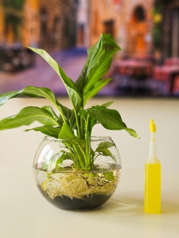 수경재배식물 화병 키우기 쉬운 실내공기정화식물 추천 스파티필름