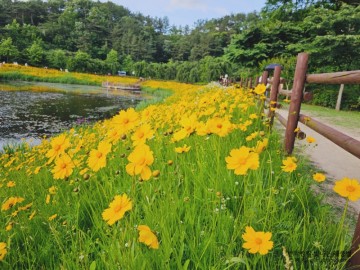 금계화 금계국 꽃말 봄에 피는 꽃 5월에 피는 노란꽃