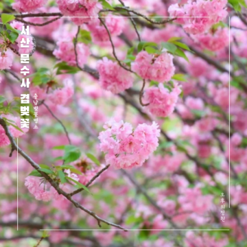 충남 서산 벚꽃 명소 문수사 환상적인 겹벚꽃 주차