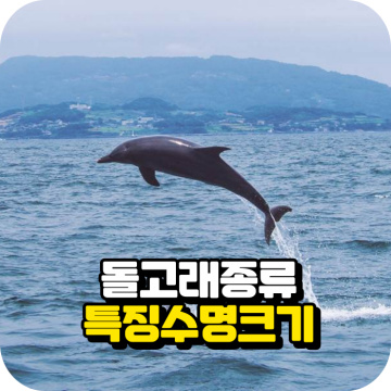 포유류 돌고래 종류 특징 야생, 수족관 개체 수명