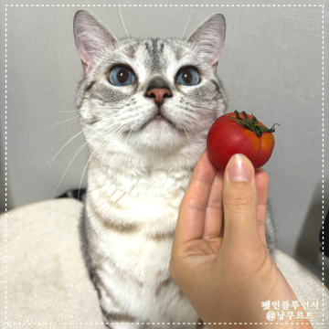 고양이 토마토, 먹어도 되는 음식? 급여량 주의할 점