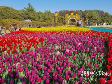 태안 세계 튤립 꽃 박람회 축제 볼거리 충남 안면도 여행 5월 가볼만한곳 추천