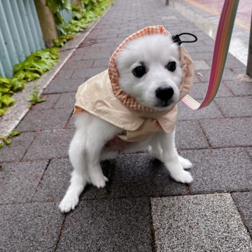 비오는날 강아지 산책 간편하게 하는 방법