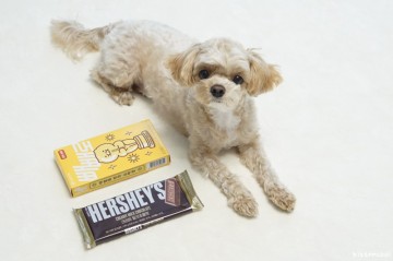 강아지 초콜릿 먹었을 때 대처방법 소량도 위험!