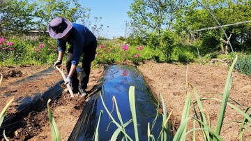 4월 5월 텃밭 주말농장 비닐 멀칭 씌우기 하는 이유 방법