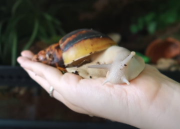 야생 달팽이 키우기 어떤 종류가 좋을까? (명주 민 아프리카왕 백와 흑와 금와 동양 달팽이)