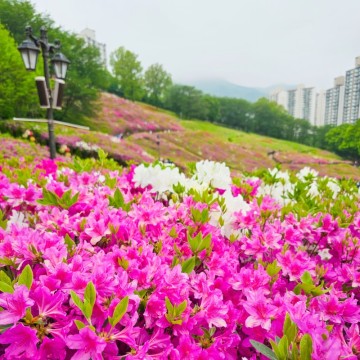 군포 철쭉동산 초막골생태공원 축제 경기도 봄꽃구경 4월 가볼만한곳