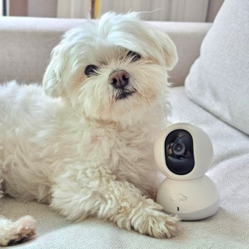 강아지 혼자있을때 분리불안 훈련, 펫캠 1년 사용후기 이글루A2 홈캠 CCTV