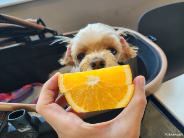 강아지 오렌지 먹어도 될까? 오렌지주스는?