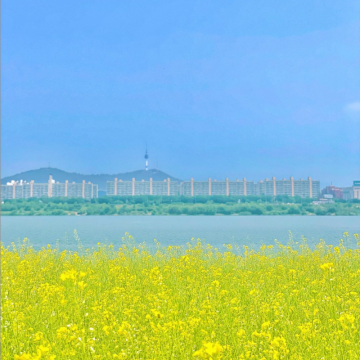 서울 갈만한곳 꽃구경 한강 서래섬 유채꽃 축제 기본정보 유채꽃 밭 실시간