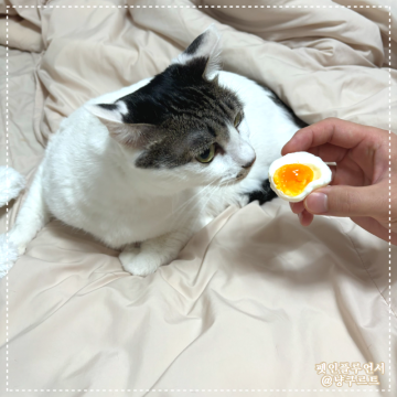 고양이 계란, 흰자 노른자 둘 다 먹어도 되는 음식?