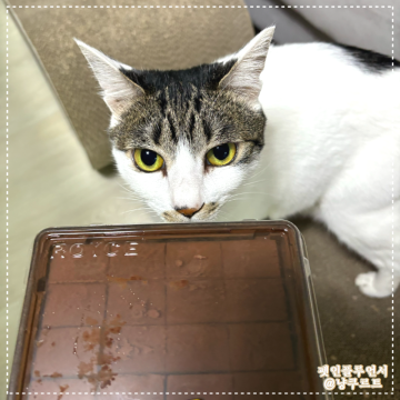 고양이 초콜릿 먹으면 안 되는 음식! 초코 과자도 안돼요