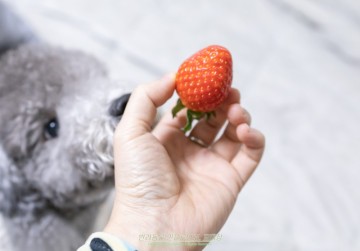 강아지 딸기 먹어도 되나요, 딸기씨 어때요?