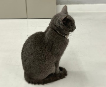 러시안블루 성격 수명 분양 회색 고양이 품종