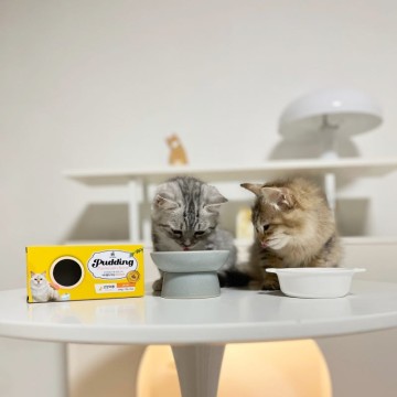 고양이습식 캔 그레인프리 닥터할리 고양이치즈푸딩 영양간식 추천