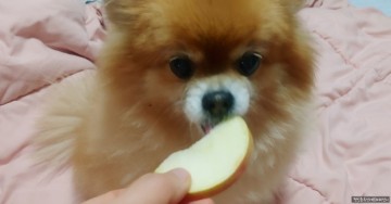 강아지 과일 사과 먹어도 되나요 급여량과 사과 껍질 사과씨 사과즙 주의점 알아보아요