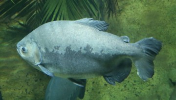 아마존 물고기종류 대형 열대어 사람의 치아를 가진 거대 물고기 블랙파쿠 탐바키