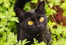 봄베이 검은 고양이 성격 털빠짐 분양가는?
