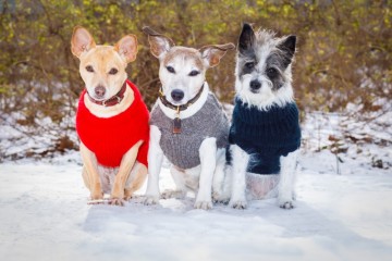 강아지 겨울 산책🥶 이 기온일 땐 외출 금지! 한파 대비 안전한 산책 가이드 공개📈