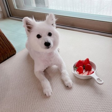 강아지 딸기 급여량 동결건조 딸기씨 괜찮을까