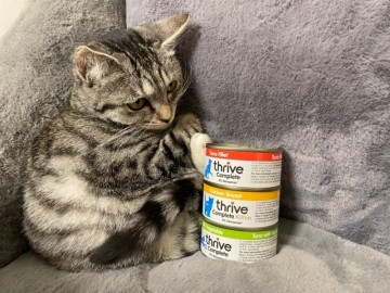 기호성좋은주식캔 Thrive 쓰라이브 고양이습식사료 습식캔