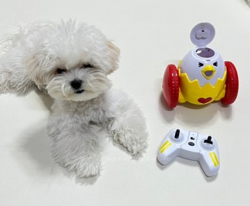 강아지 노즈워크 애니펫 움직이는 애견장난감으로 놀아주기