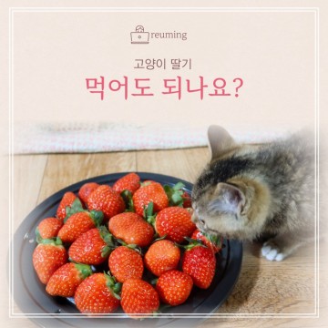고양이 딸기 먹어도 되는 과일이지만 주의할 점 있어요
