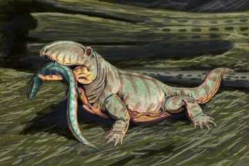 고대 동물종류 멸종된 동물 뱀의 이빨 오피아코돈