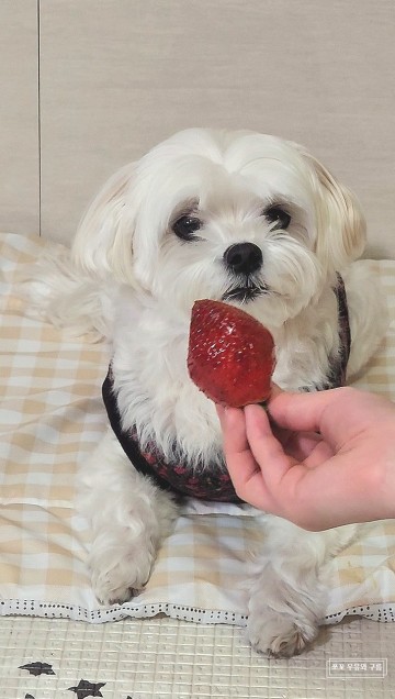 강아지 딸기 먹어도 되는 급여량 얼마나?!