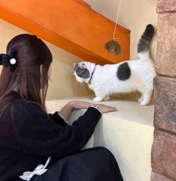 서울 홍대 실내 놀거리 추천 고양이 플래그십스토어 뤂캣미 이색 데이트 체험