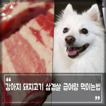 강아지 돼지고기 삼겹살 뒷다리살 부위 급여량 개한테 먹이는법