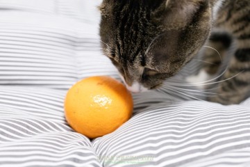 고양이 귤 과일 먹어도 되는 음식? 귤껍질 주의