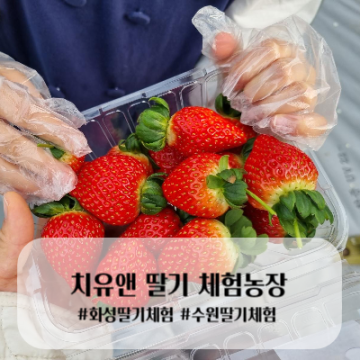 수원 딸기체험/화성 딸기체험 화성 치유앤 딸기 체험농장