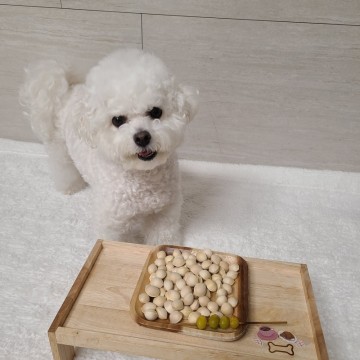 강아지가먹으면안되는음식 : 은행 마카다미아, 댕댕이 캐슈넛 피스타치오 견과류 섭취는?