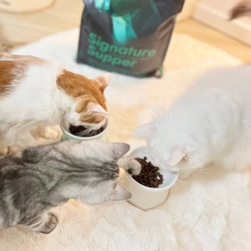 마마캣 시그니처서퍼 기호성 좋은 고양이사료 추천 그레인프리 건식사료