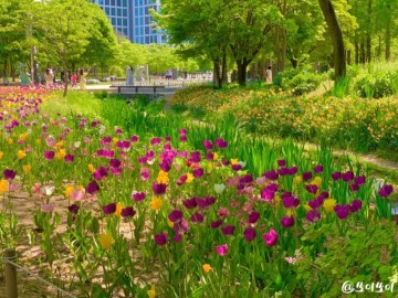 2024 봄축제 꽃축제 일정 정보 벚꽃축제 개화 시기
