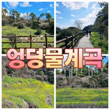 제주 엉덩물계곡 유채꽃밭 2월 개화 상태 주차장