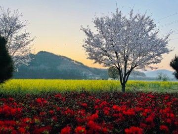 2024년 벚꽃 개화시기, 지역별 벚꽃명소 "이른 개화시기 확인 필수"
