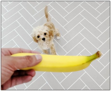 강아지 바나나 간식 좋은점과 꼭 알아둬야 하는 유의사항