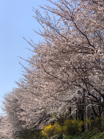 서울 벚꽃명소 양재천 벚꽃 양재근린공원 개화시기 주차