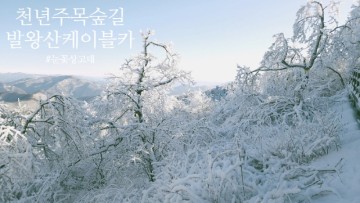 평창 발왕산 상고대 눈꽃 풍경 케이블카 시간 예매 팁, 스카이워크 금지령