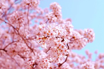 경주 벚꽃축제 일정 보문호공원 2024 개화시기는?